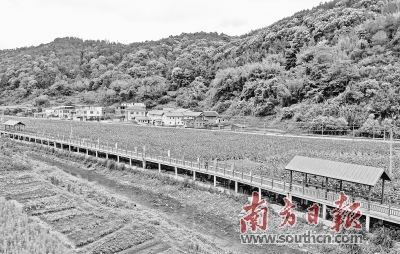 蕉岭县南磜镇左槐村陈姓人口_蕉岭县镇山公园图片