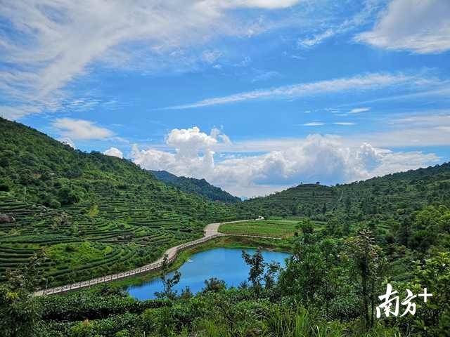 丰顺茶园。