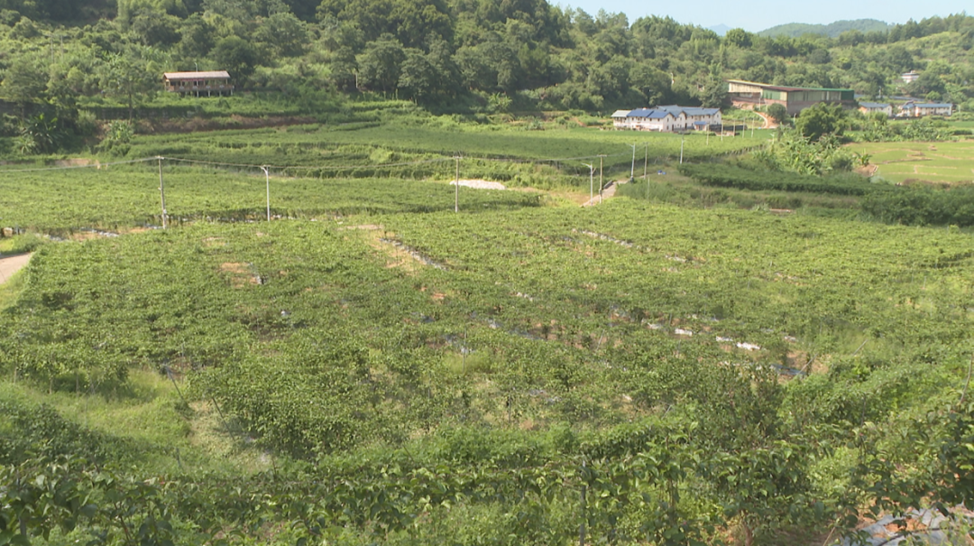 百香果4.png