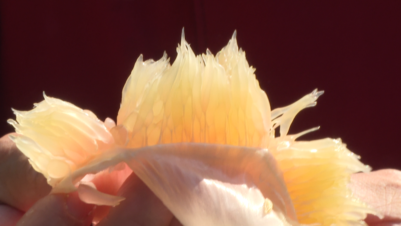 屏幕截图 2025-12-09 155530.png
