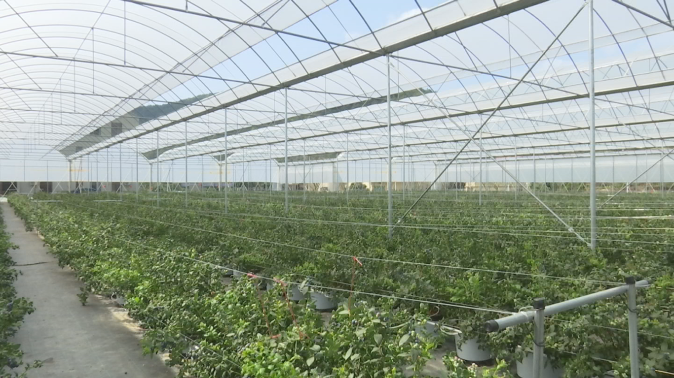 3.18蓝坊蓝莓 (4).png