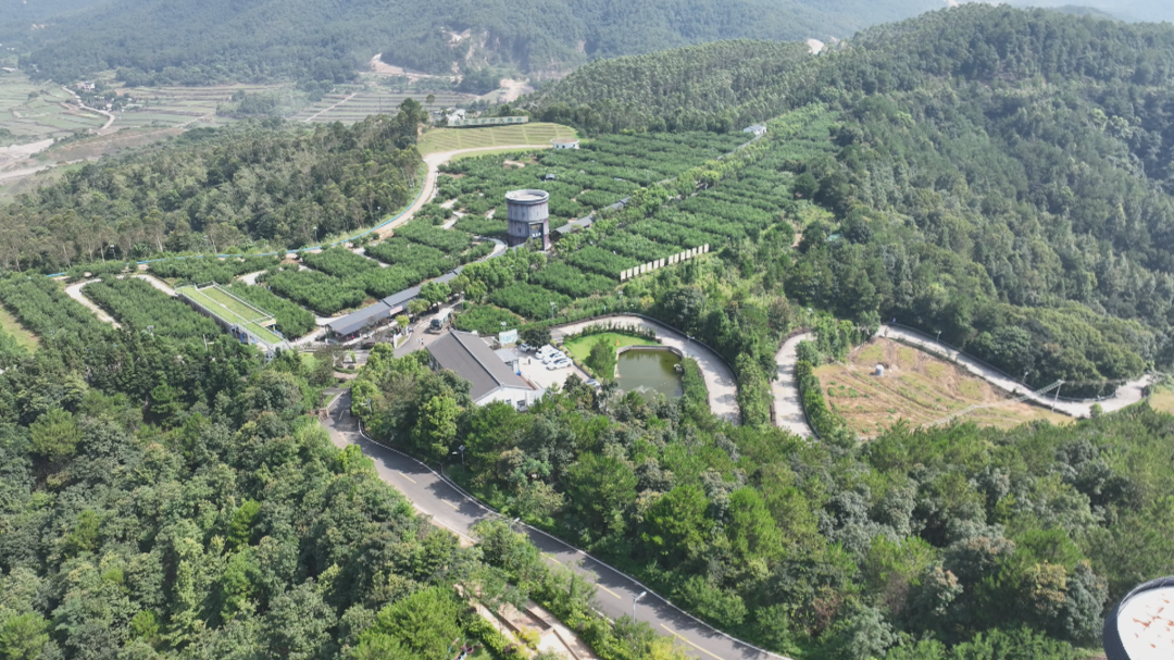 广福鹰嘴桃 (3).png